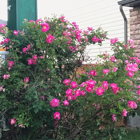 Meet your Posher, Anna - Picture 1 of 1